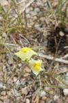 Linaria repens