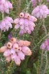 Erica tetralix