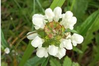 Prunella laciniata