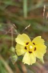 Tuberaria guttata