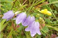 Campanula rotundifolia