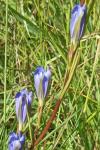 Gentiana pneumonanthe