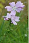 Malva moschata