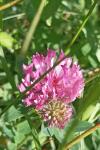 Trifolium medium