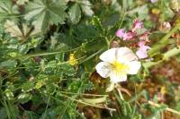 Helianthemum apenninum