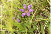 Prunella grandiflora
