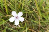 Linum tenuifolium