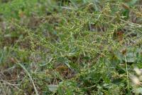 Rumex pulcher subsp. pulcher