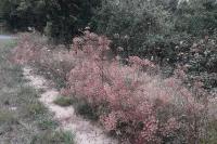 Oreoselinum nigrum