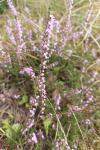 Calluna vulgaris