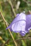 Campanula rotundifolia