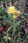 Inula britannica