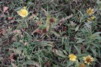Inula britannica