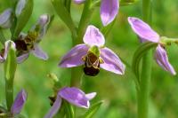 Ophrys apifera
