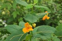 Impatiens capensis