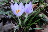 Crocus vernus