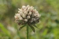 Dipsacus pilosus