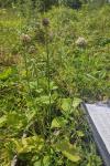 Dipsacus pilosus