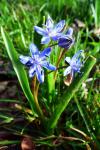 Scilla bifolia