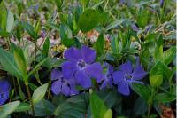 Vinca minor