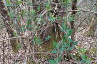 Lonicera periclymenum