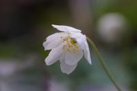 Anemone nemorosa