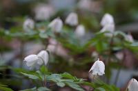 Anemone nemorosa