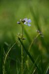 Cardamine pratensis