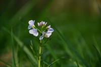 Cardamine pratensis