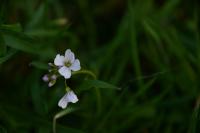 Cardamine pratensis