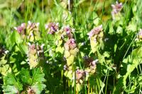 Lamium purpureum
