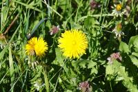 Taraxacum