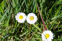 Bellis perennis