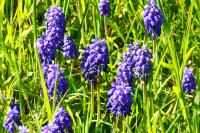 Muscari armeniacum