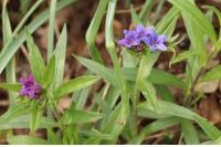 Aegonychon purpurocaeruleum