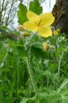 Chelidonium majus