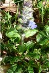 Ajuga reptans
