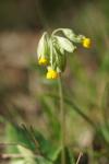 Primula veris