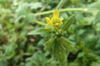 Ranunculus parviflorus