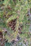 Juniperus communis