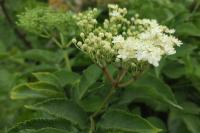 Sambucus nigra