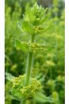 Cruciata laevipes