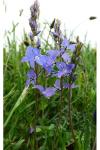 Veronica bastardii