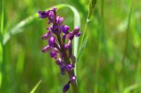 Anacamptis morio