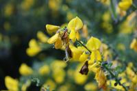 Cytisus scoparius