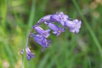 Hyacinthoides non-scripta