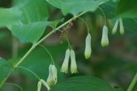 Polygonatum multiflorum