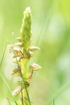 Orchis anthropophora