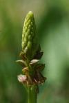 Orchis anthropophora