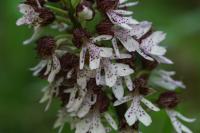 Orchis purpurea